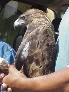 A golden eagle in profile, being released after rehab at Birds of Prey