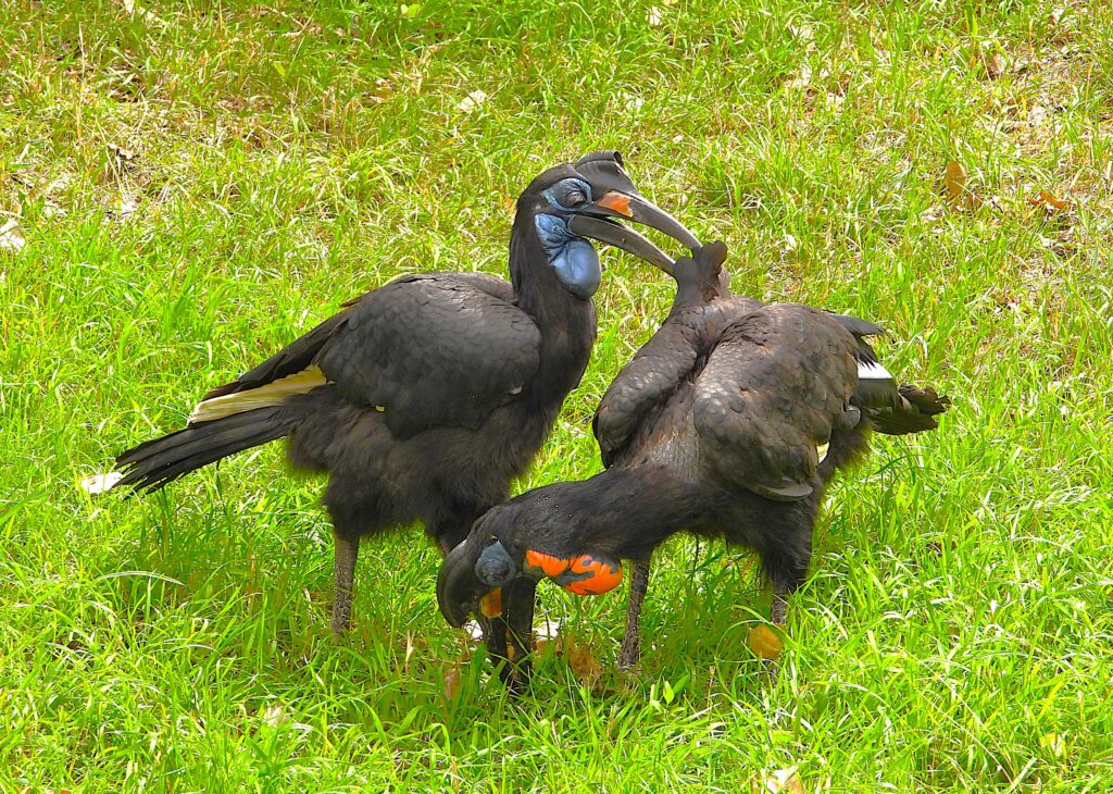 A pair of abyssinian ground hornbills grooming and enjoying it!       Photo Lenny "Lensworth" Frieling