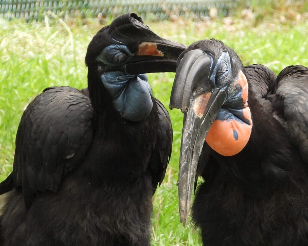 northern ground hornbill's whispering to each other. Photo Lenny "Lensworth" Frieling