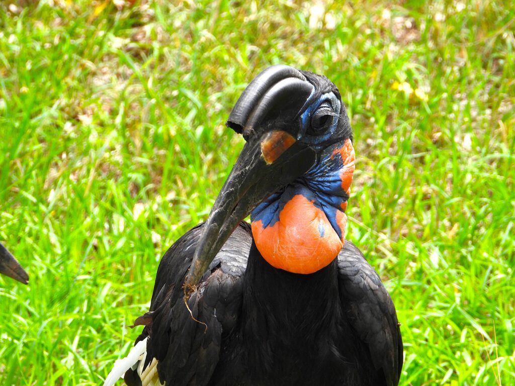side view of the head of the horn bill with the large orange bulbous neck of the abyssinian hornbill. Denver zoo. 