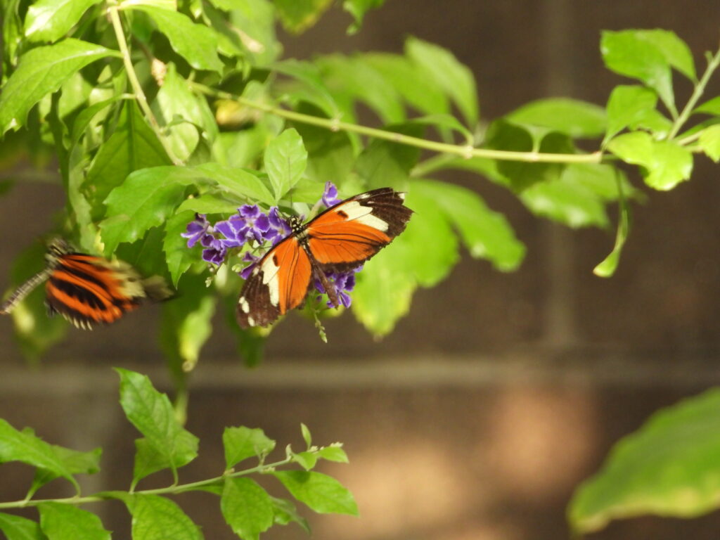These butterflies are found from Mexico to the Peruvian Amazon. They are known for their distinct tiger-striped pattern of black and burnt orange. They belong to the Heliconius genus, commonly known as longwings or heliconians. Butterflies in this genus have an unusually long lifespan, often living six to eight months, a longevity linked to their unique ability to feed on pollen. 