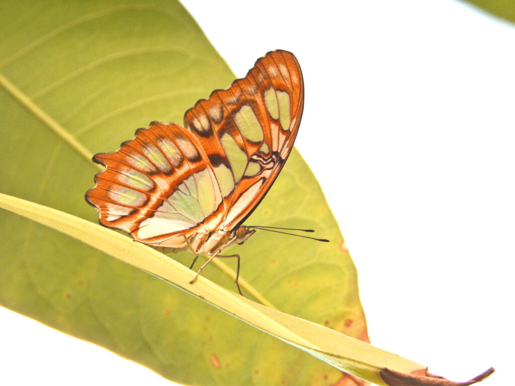 This species is a brush-footed butterfly (family Nymphalidae) found throughout Central and northern South America, and as far north as southern Florida and Texas. 