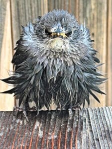 A soaked starling is an angry starling!