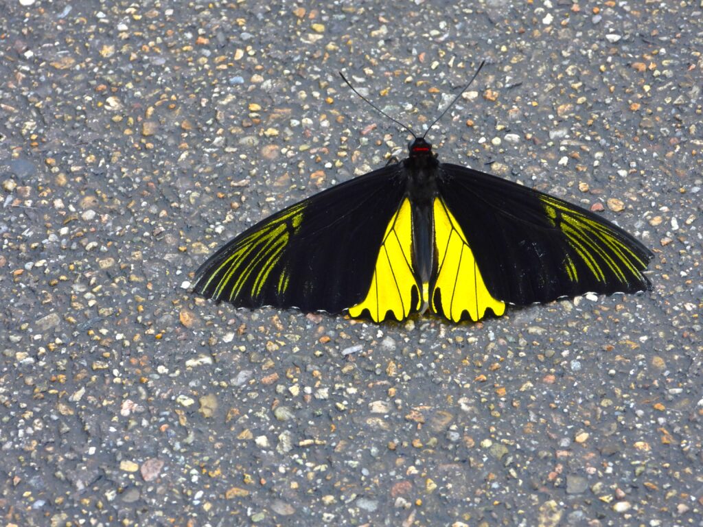 male Common Birdwing (Troides helena) with its black wings and yellow center sections