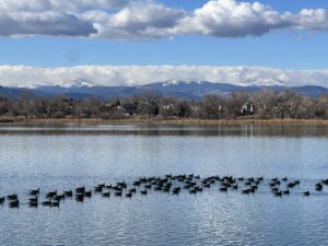 Fern wall behind the foothills, geese in a row on Lake Wanaka