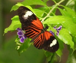 Orange body, black wing tips with white "invasion striptes"