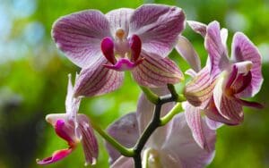 The image shows a Phalaenopsis orchid, commonly known as a moth orchid.