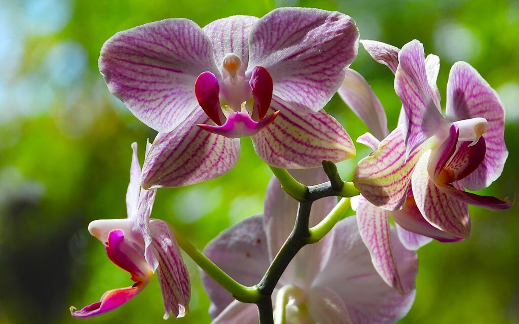 The image shows a Phalaenopsis orchid, commonly known as a moth orchid. 
