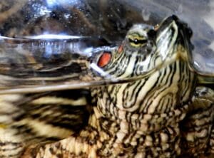 Phlash, a red-eared slider aquatic turtle, may be the oldest such turtle on record