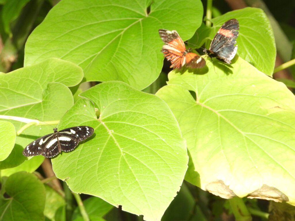 an assortment of 3 butterflies