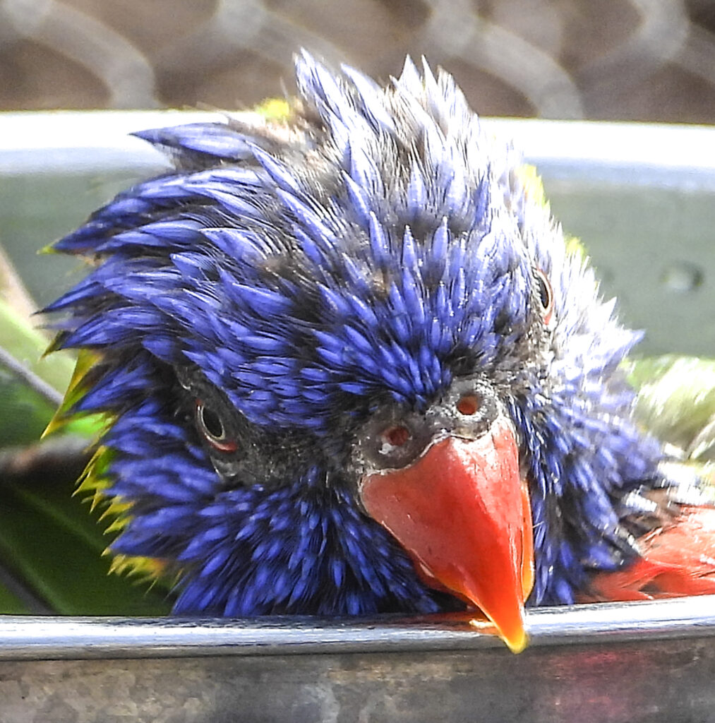Head of a lorokeet taking a bath from a zoo blog. Photo: Lensworth