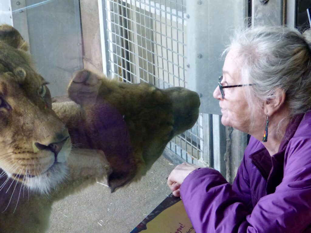 This lion would have been licking Debi's face but for the glass between them. It got over 10,000 hits.