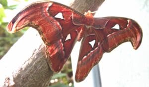 The giant atlas moth is a sight to behold. photo: Lenny "Lensworth" Frieling