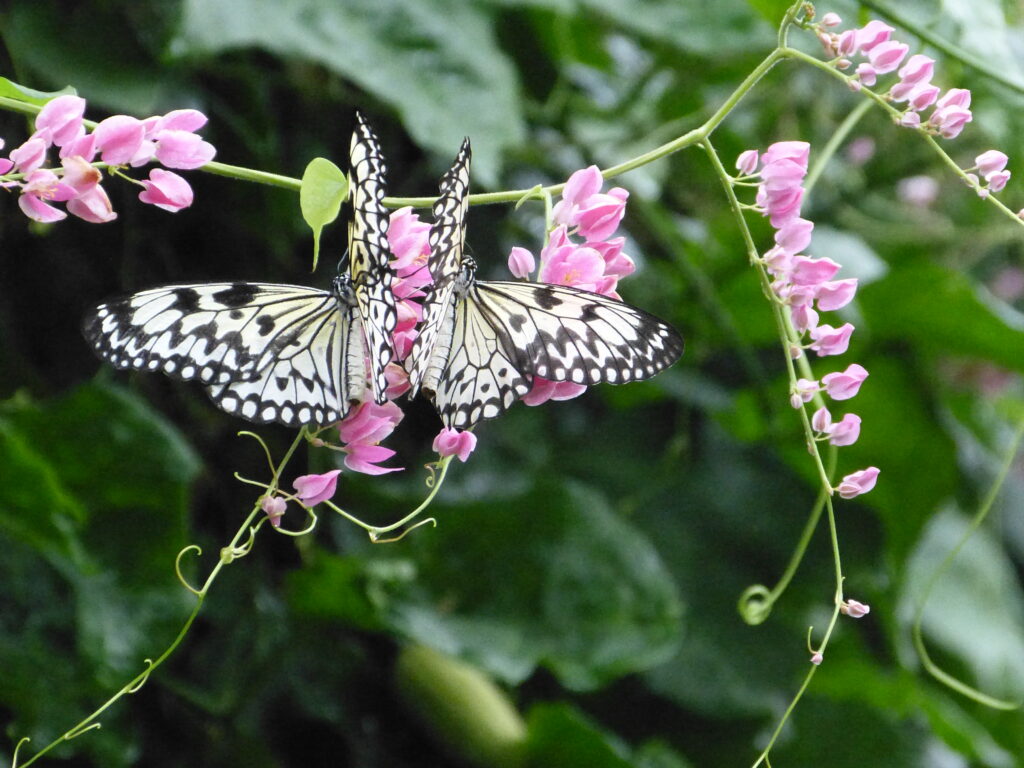 A pair of posing butterflies in mirror image by Lensworth