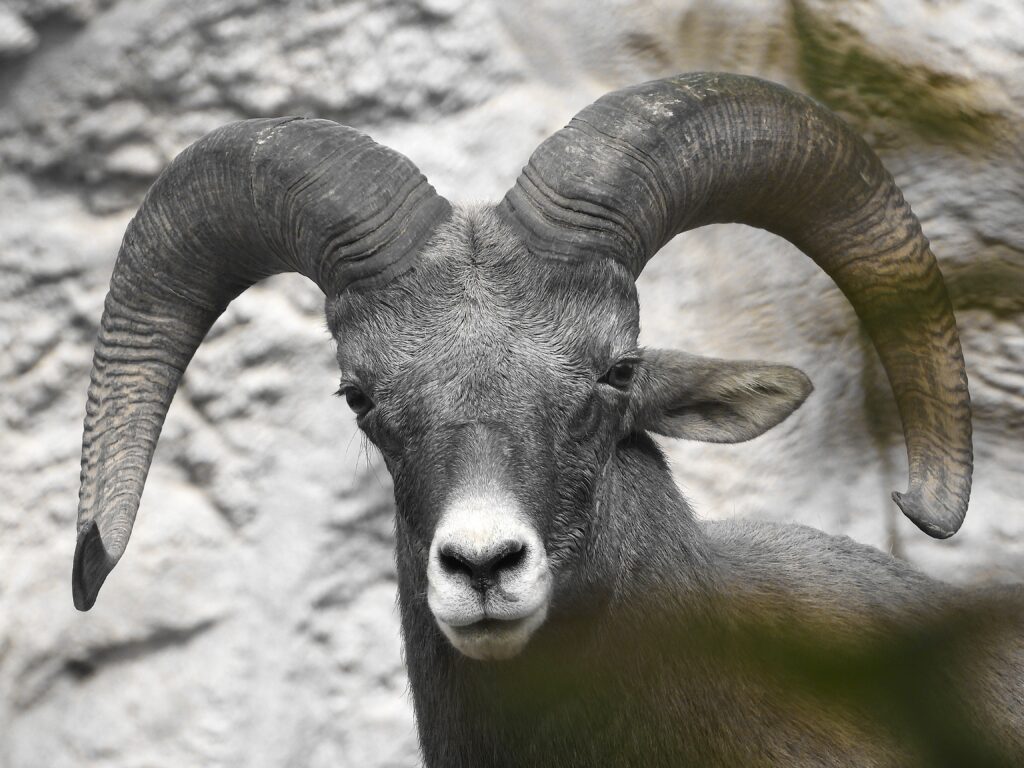 Big Horn Sheep staring at me as I stared back. I like to have my animals involved in the pictures. Photo: Lenny "Lensworth" Frieling