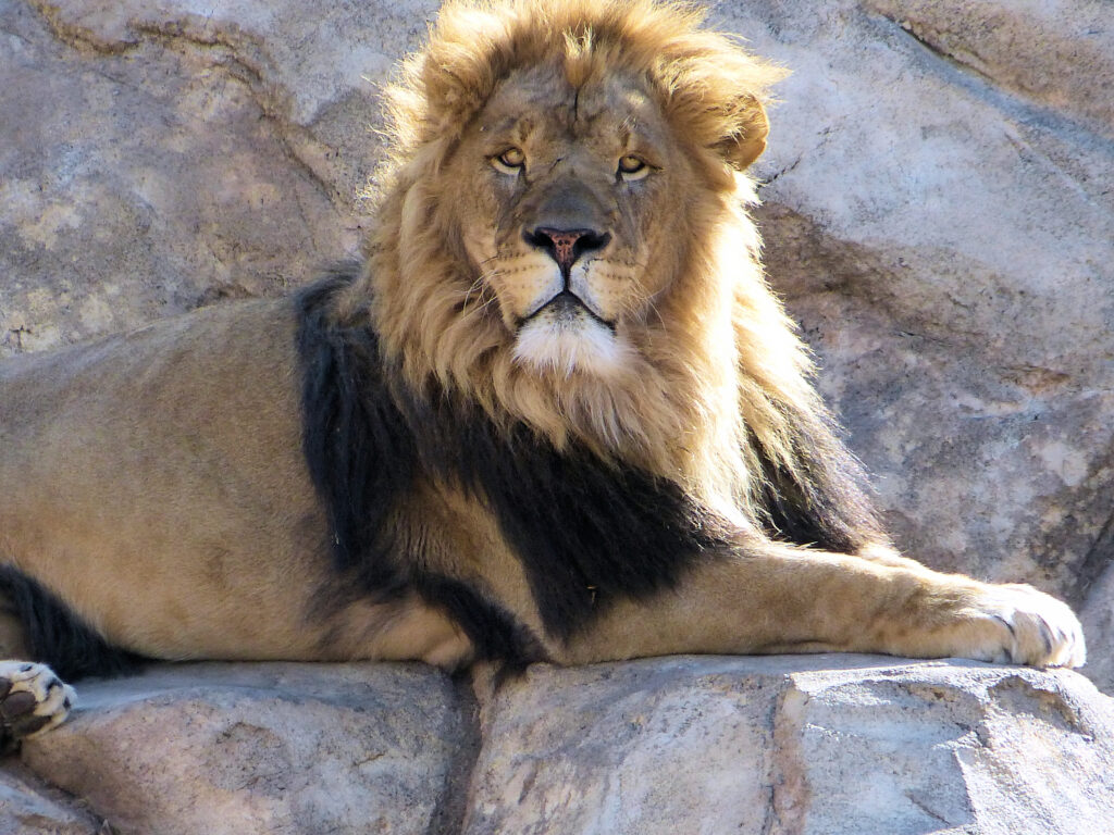 This adult male lion with a full mane screams calm and control. Photo: Lensworth