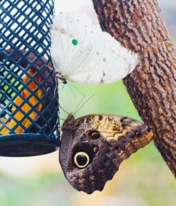White Morph Butterfly visiting with an Owl Butterfly at the Broomfield Butterfly Pavillion. Photo: Lenny "Lensworth" Frieling