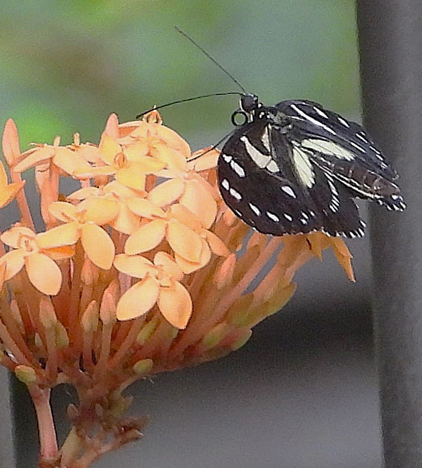 Ixora flower with Tiger butterly in black and white (butterfly) and orange flower