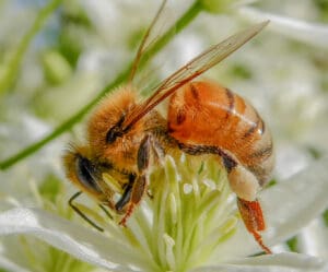 Honeybee Hard At Work. Photo: Lenny "Lensworth" Frieling