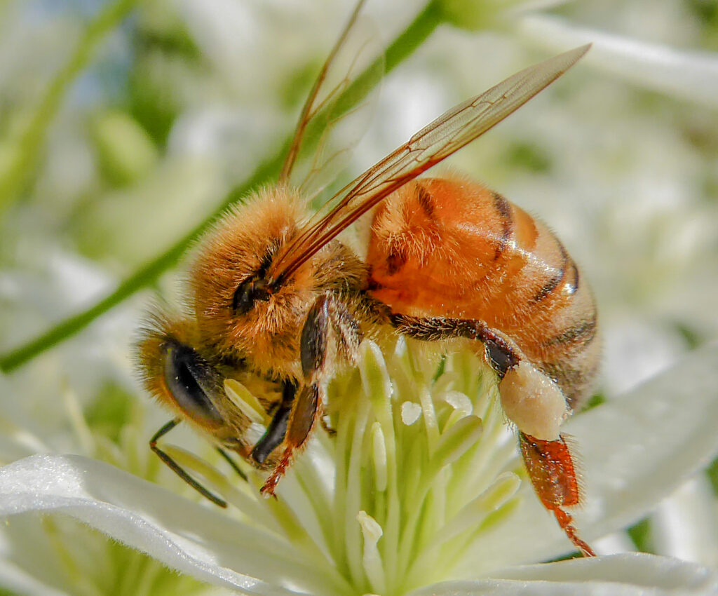 Honeybee Hard At Work. Photo: Lenny "Lensworth" Frieling