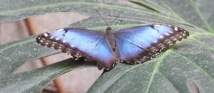 Blue morpho butterfly with its wings spread. Boulder's Blue Morpho Victory: Patience Pays Off