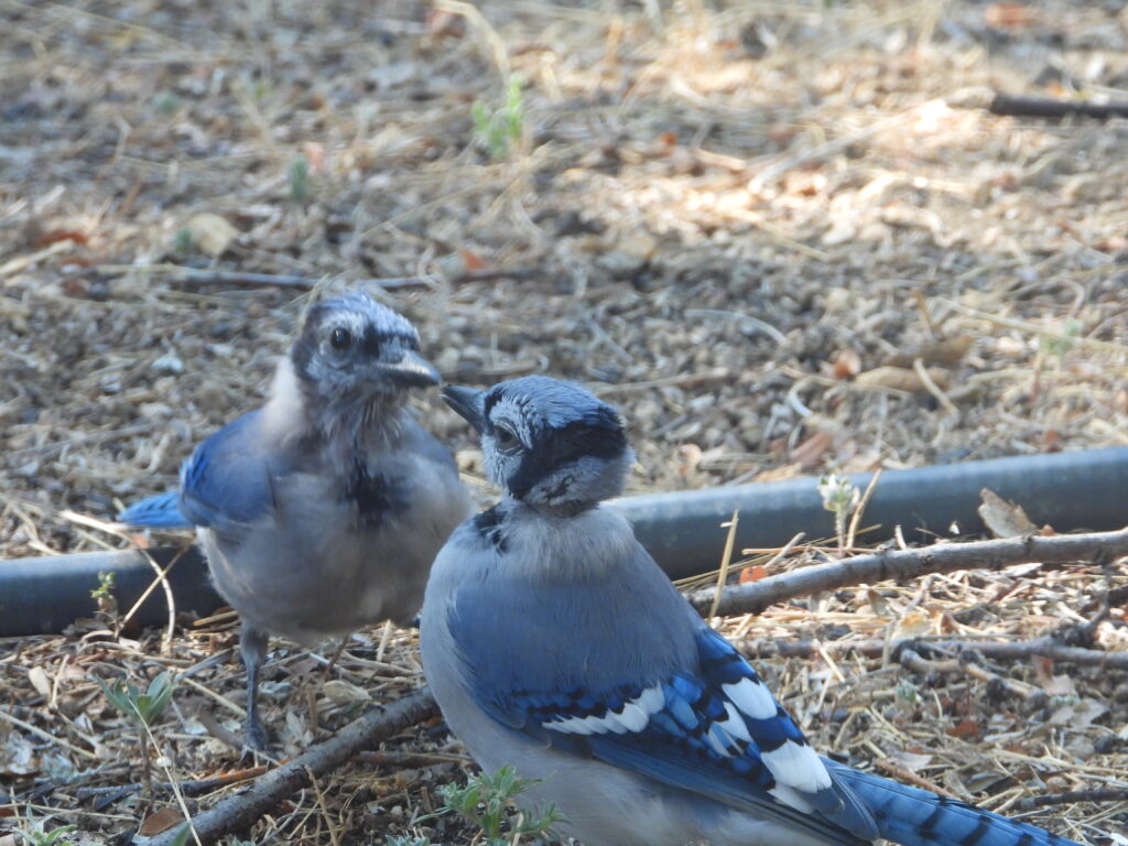 Adult and Pin Head Eastern Jays Head to Head. Photo: Lenny "Lensworth" Frieling
