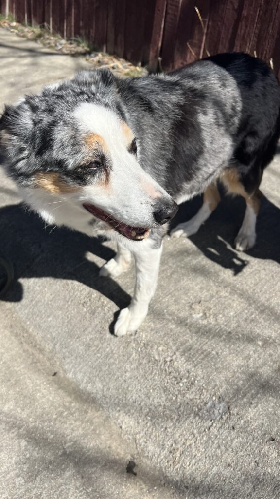 Izzy, an Australian Husky/Border Collie, is 15 Years Old