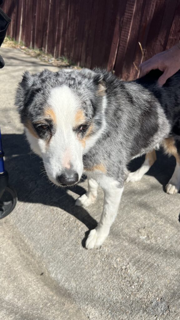 Izzy Knows Hand Commands To Compensate For Hearing Loss