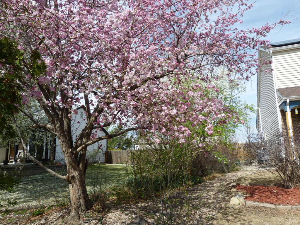 One Of My Favorite Spring Tree Flowers! Cherry, Applewood, Dogwood  Purple And White. Photo Lenny "Lensworth" Frieling