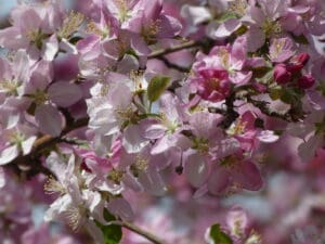 Spring Cherry Blossom In Full Bloom. Photo Lenny "Lensworth" Frieling
