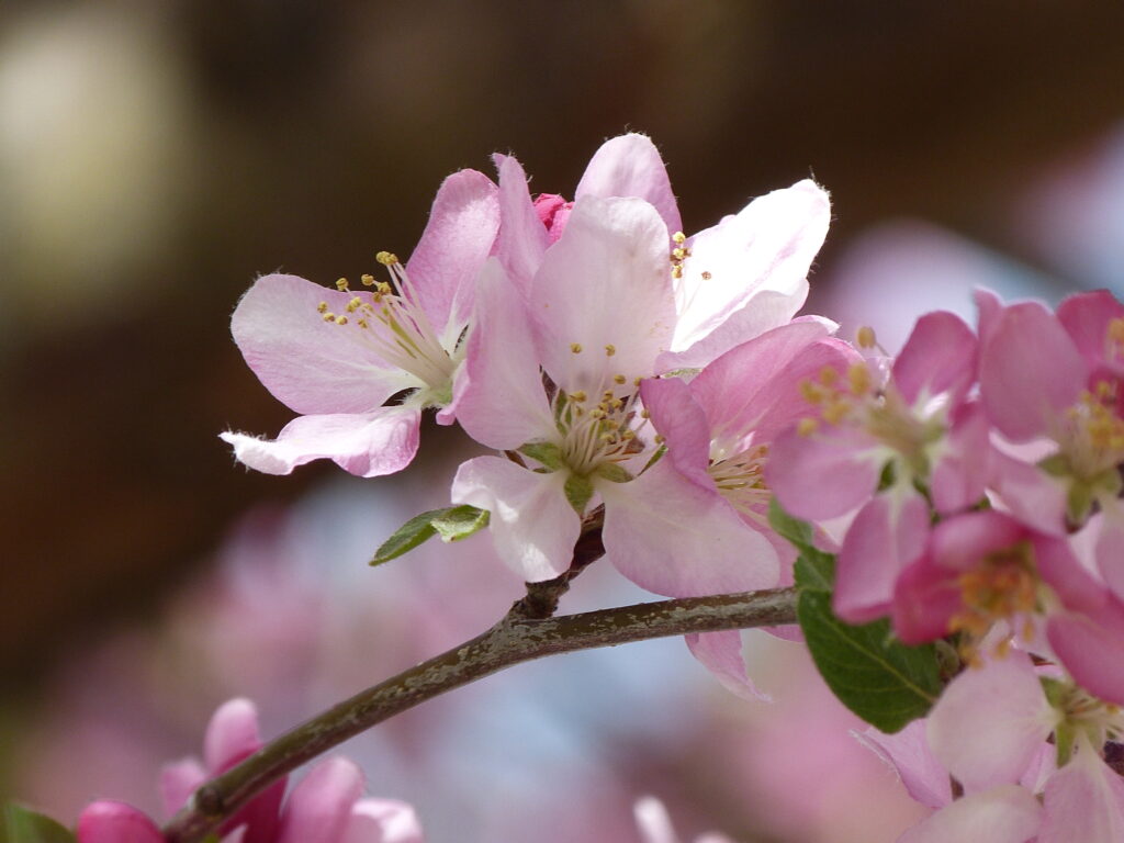 White  and pink cherry tree blossoms. Photo: Lenny "Lensworth" Frieling