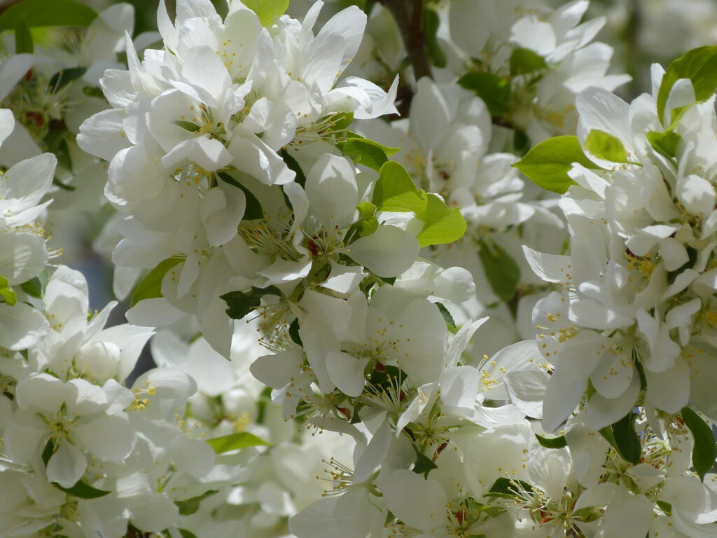 Applewood, cherry blossom, dogwood, and more! Photo Lenny  "lensworth" Frieling