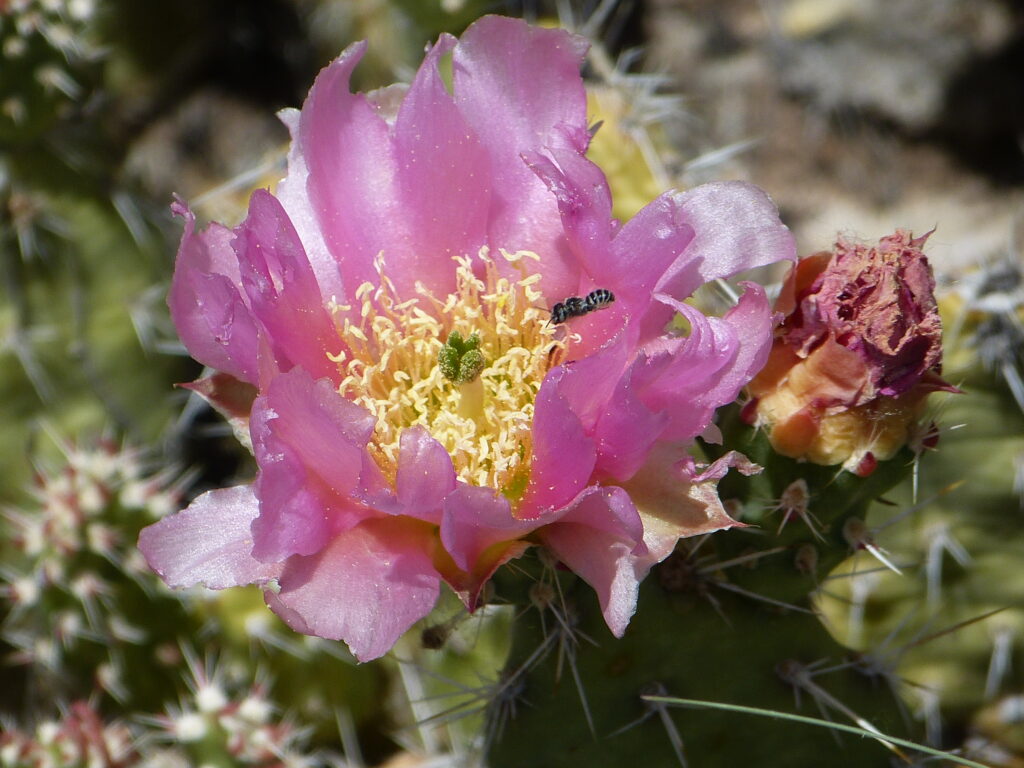 Christmas Cactus, boring lighting, not backlit. Photo: Lenny "Lensworth" Frieling