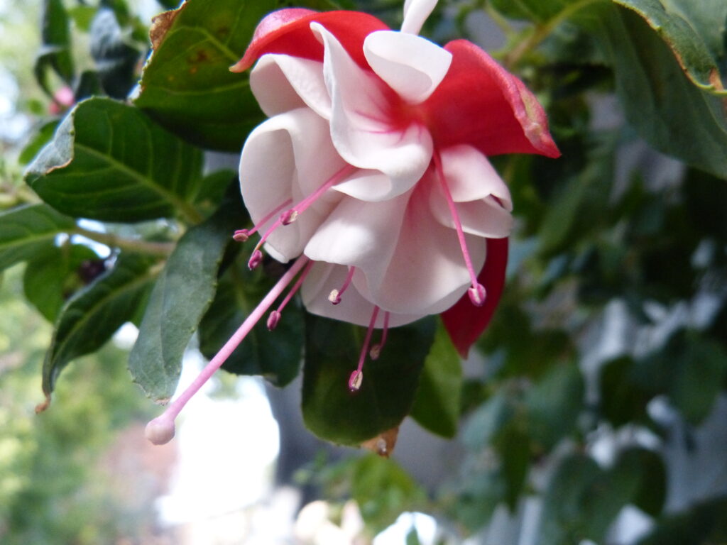 fuchsia in full bloom. photo  Lenny "Lensworth" Frieling