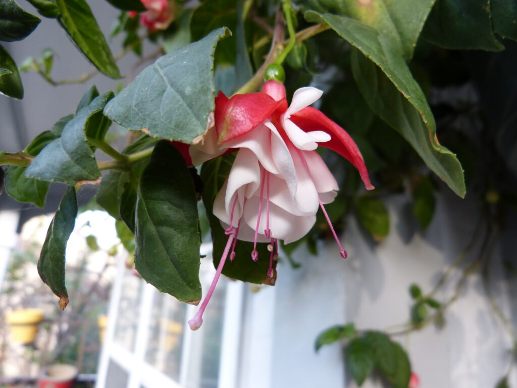 A fuchsia flower macro shot.