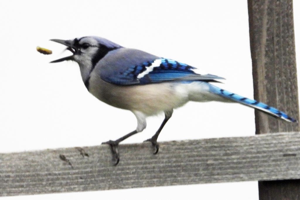 Eastern Blue Jay catching a peanut