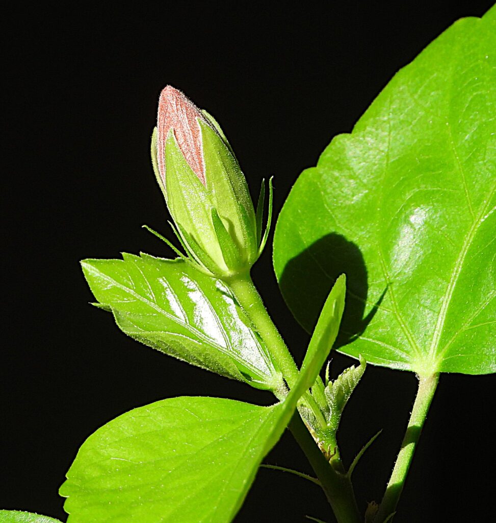Bougainvillea  Bud Within A Day Of Flowering Indoors. Photo Lenny "Lensworth" Frieling