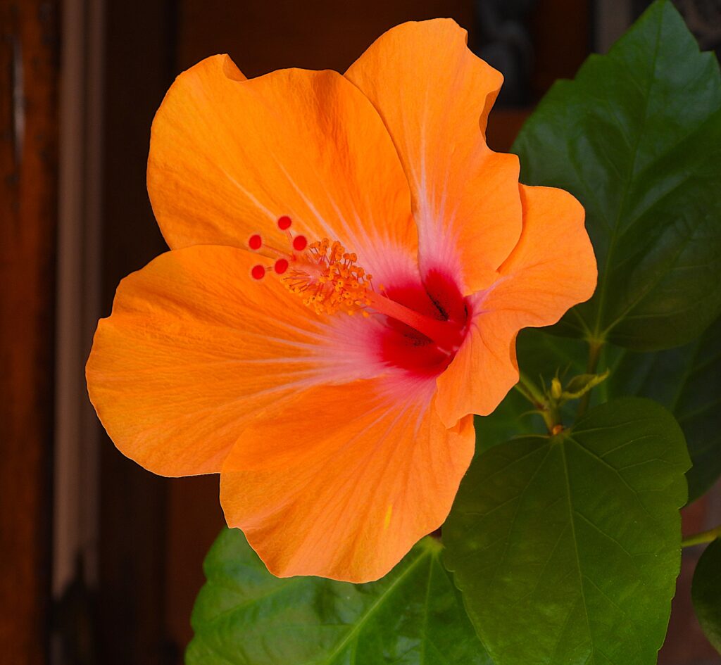 The Bougainvillea Only Stays Flowering For Two Days.  Photo: Lenny "Lensworth" Frieling 
