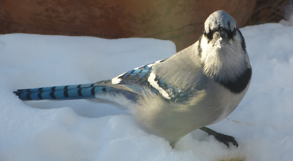 Eastern Blue Jay taking a "distance assessment" glance at the camera, not looking right at the viewer. Photo: Lenny "Lensworth" Frieling