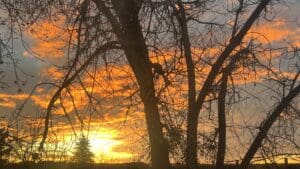 Special Lighting On An Evergreen In Clearing At Sunrise. Photo: Lenny "Lensworth" Frieling