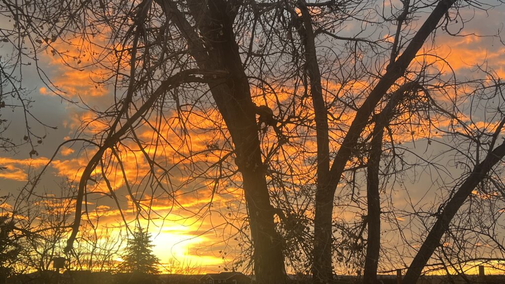 Special Lighting On An Evergreen In Clearing At Sunrise. Photo: Lenny "Lensworth" Frieling