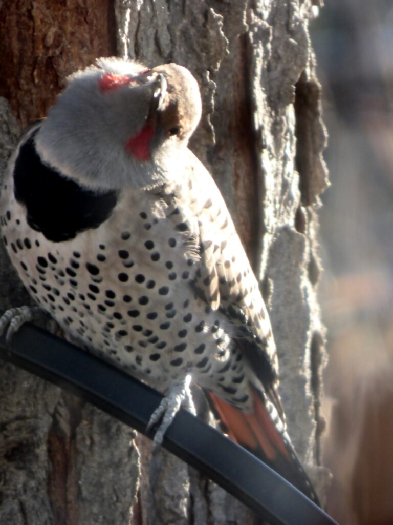 Male Flicker Looking At The Camera. Photo: Lenny "Lensworth" Frieling