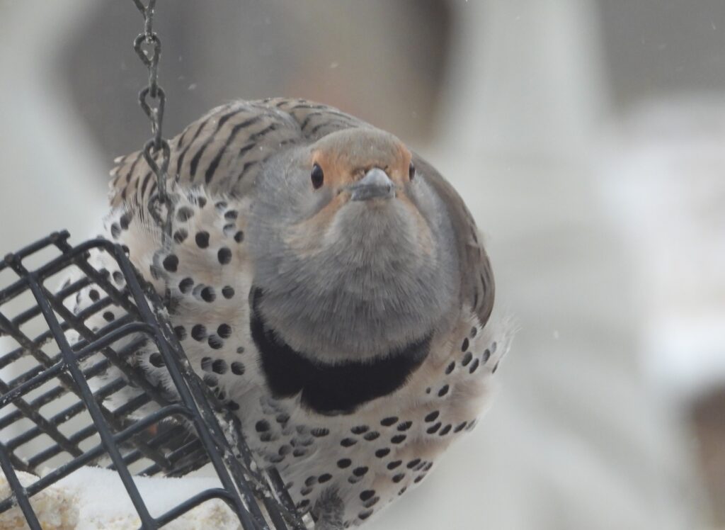 Staring Western Flicker coaching example. Photo Lenny Lensworth Frieling