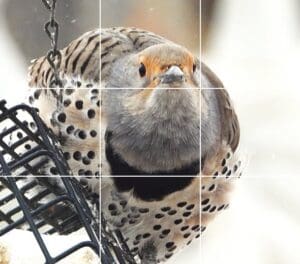 Coaching Rule of Thirds, Western Jay