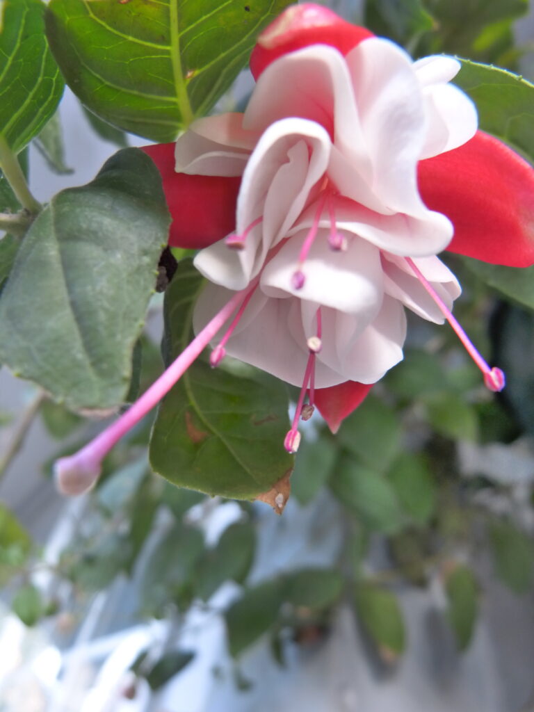 Fuchsia in full bloom. Photo: Lenny "Lensworth" Frieling