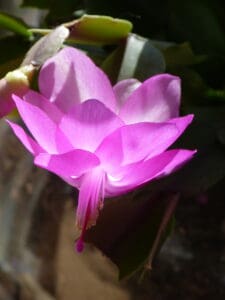 lavender orchid backlit by the sun. Photo Lenny "Lensworth" Frieling