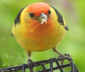 Western Tanager