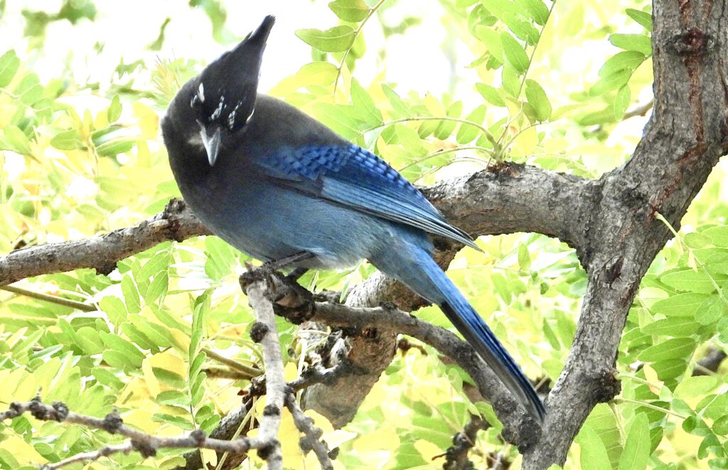 Stellar's Jay looking at me. Photo Lenny "Lensworth" Frieling