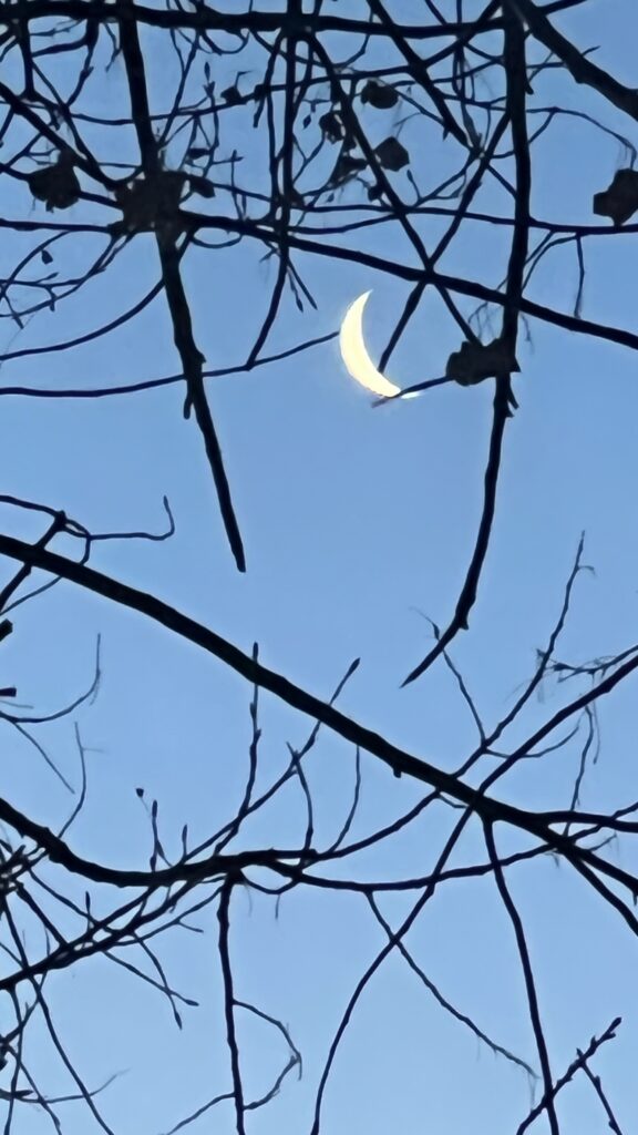 Uncropped crescent moon against a light blue sunrise sky with branches. 