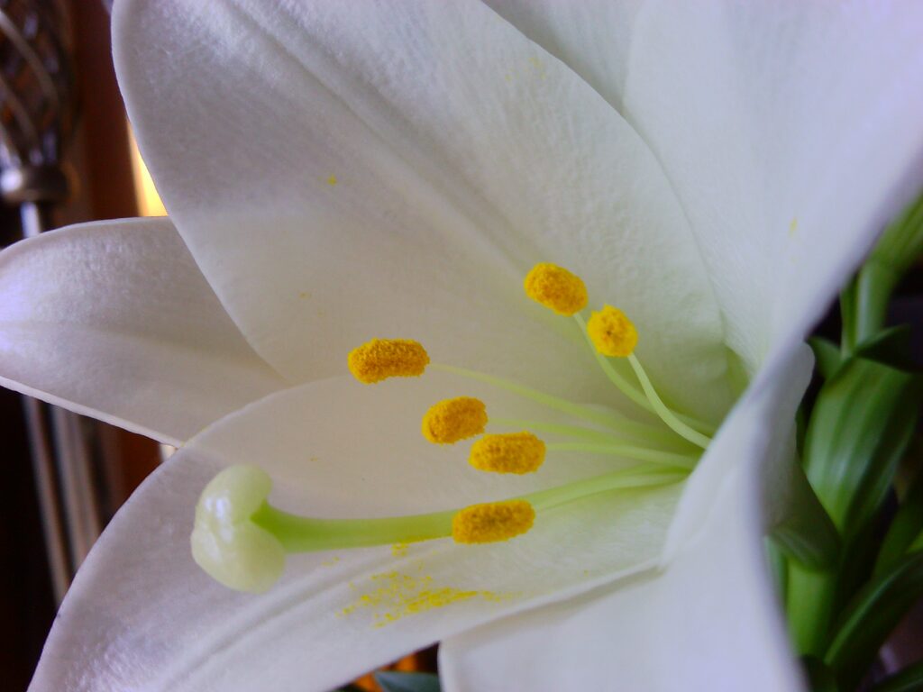 Macro Easter Lilly Photo Lenny "Lensworth" Frieling